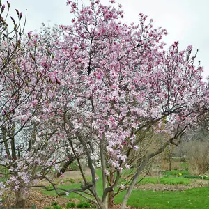 Magnolia Rosea Garden Plant - Delicate Pink Flowers, Compact Size, Hardy (15-30cm Height Including Pot)