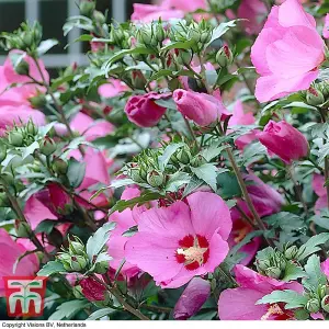 Hibiscus Woodbridge Standard 19cm Potted Plant x 1