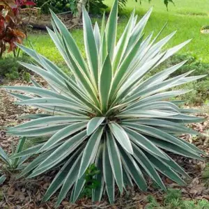 Yucca Variegata Garden Plant - Variegated Yelloe and Green Foliage, Compact Size (20-30cm Height Including Pot)