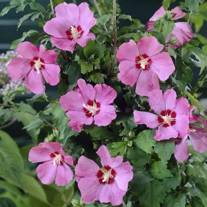 Hibiscus Woodbridge 3L pot award winning shrub