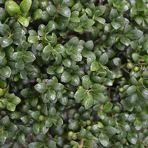 Ilex crenata 'Green Hedge' in 9cm pot Hedging Plant for Gardens Perfect for Creating Secret Gardens