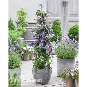 Clematis Taiga 11cm Potted Plant x 3