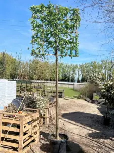 Hornbeam Pleached Tree with Staking Kit - 200cm Stem and 12cm Girth