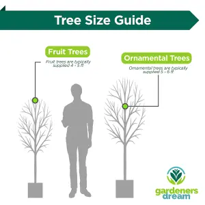 Salix caprea Pendula Tree - Kilmarnock Willow, Hardy, Low Maintenance (5ft Stem)