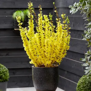 1 x Easter Tree Forsythia intermida Mikador in a 8/9cm Pot