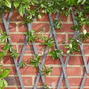 1.8m x 0.3m Wooden Expanding Trellis Plant Support for Climbing Plants Garden Decoration Heavy Duty