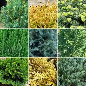 Conifer Plant Mix - Stunning Hardy Outdoor Shrubs, Colourful, Hardy (20-30cm, 3 Plants)