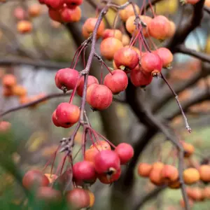 Crab Apple Pleached Tree with Staking Kit - 180cm Stem and 12cm Girth