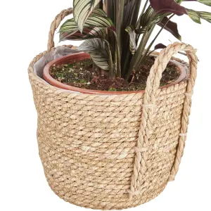 Verve Calathea white star in Natural Seagrass Decorative pot 19cm