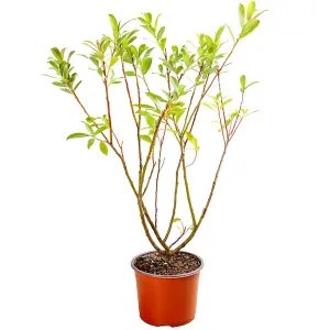 Japanese Pink Willow, Salix gracilistyla 'Mount Aso' in a 3L Pot