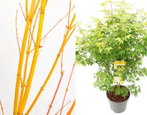 Acer Palmatum Bi Hoo Japanese Maple Plant Extra Large 4ft Supplied in a 5 Litre Pot