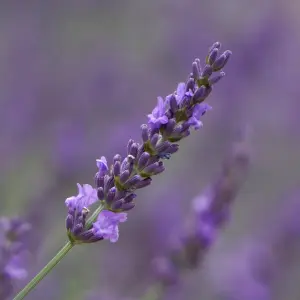 Lavender Lavandula intermedia 'Phenomenal' in a 2L Pot - Costal Plants for Gardens