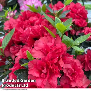 Hardy Rhododendron Encore Autumn Fire -  3 Litre Potted Plant x 1 - Repeat Flowering Variety