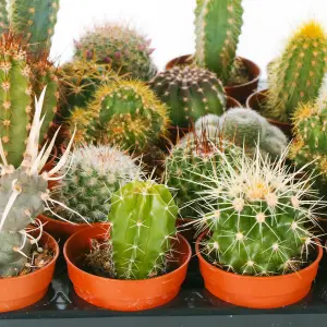 Cactus Plant Mix - Indoor Plant Mix for Home Office, Kitchen, Living Room in Pots (20 plants)