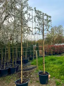 Crab Apple Pleached Tree with Staking Kit - 180cm Stem and 14cm Girth