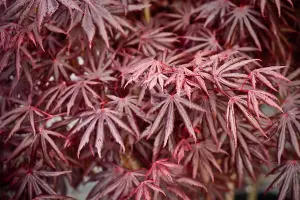 Acer Palmatum Trompenburg Japanese Maple Large Plant 2-3ft Supplied in a 5 Litre Pot