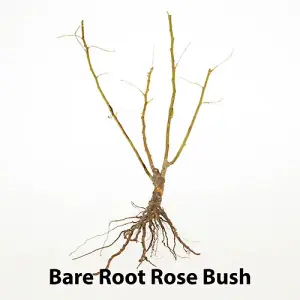 Rose 'Peach Melba' bare root bush