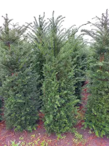 English Yew Hedging Plants Taxus Baccata x15 5-6ft Full Pallet of Rootball Trees