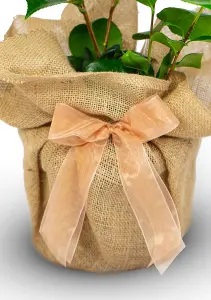 Golden Wedding Rose Bush Gift Wrapped - 50th Wedding Anniversary Plant