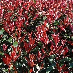 Photinia Carre Rouge Red Robin Plant Extra Large 2-3ft Tall in a 7.5 Litre Pot