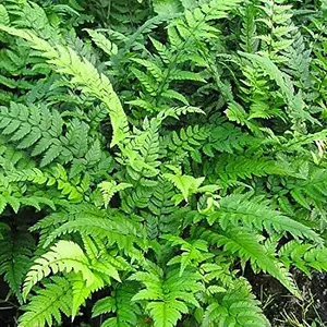 2 x Polystichum Tsus-Simense Fern Plant - Korean Rock Fern Outdoor Fern - 13cm