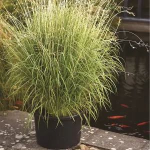 Chlorophytum ( Hardy Spider Plant ) Starlight 9cm Potted Plant x 1