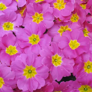 Polyanthus Rose Colourful Flowering Garden Ready Bedding Plants 6 Pack