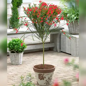 Cytisus Red Patio Tree - Stunning Variety, Ideal for UK Gardens, Compact Size (2-3ft)