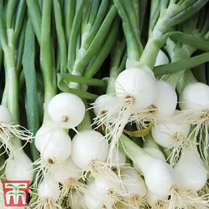 Spring Onion Pompeii 1 Seed Packet (250 Seeds)