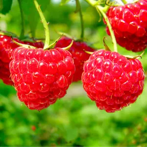 1 'Autumn Bliss' Red Raspberry Cane / Rubus Idaeus 'Autumn Bliss', Big & Tasty 3FATPIGS