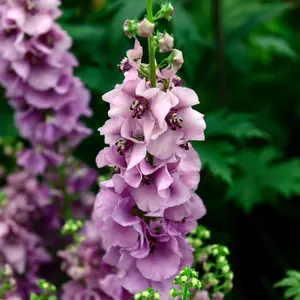 Verbascum Lavender Lass - Compact Perennial, Delicate Lavender Blooms (30-40cm Height Including Pot)