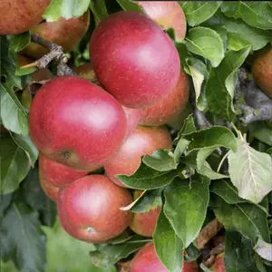 Lincolnshire Fruits Fiesta (Red Pippin) Potted Apple 7 Litre Tree