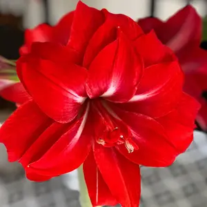 Amaryllis Bulb 'Royal Red' - Hippeastrum Plant