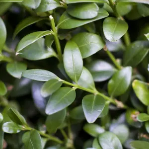 Buxus Pyramid Evergreen Shrub - Ideal for Formal Gardens (40-50cm, Pack of 2)