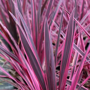 Cordyline Pink Passion - Outdoor Flowering Shrub, Ideal for UK Gardens, Compact Size (15-30cm Height Including Pot)