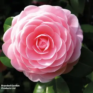 Gift Camellia Blooming Wonder Pink 15cm Pot x 2