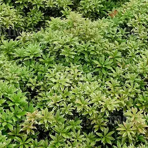 Pieris Little Heath Garden Plant - Compact Evergreen, Variegated Foliage, Hardy (15-30cm Height Including Pot)