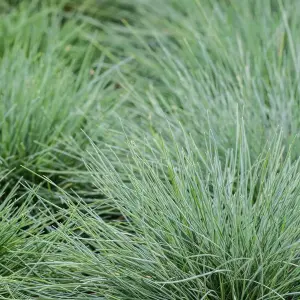 6 x Festuca Blue Grasses in 9cm Pots - Ready to Plant - Easy to Maintain