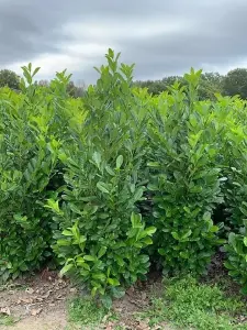 Laurel Hedging Plants Common Cherry Laurel x15 6-7ft Full Pallet of Rootball Trees