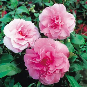 Camellia Tricolour 15cm Pot x 3