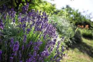 Lavender Hidcote 3 Litre Potted Plant x 1