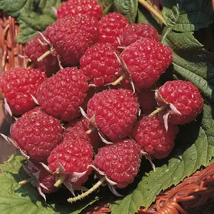 Fruit Raspberry (Rubus Idaeus) Autumn Bliss 3 Canes x 4 + Large Patio Potted Plant (24 litre) (39cm) & Saucer x 4