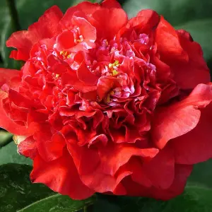 Camellia williamsii Ruby Wedding Garden Shrub - Elegant Deep Red Blooms, Evergreen Foliage, Compact Size, Hardy (15-30cm)