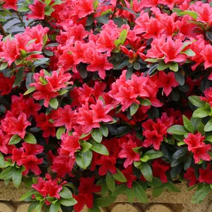 Azalea Geisha Red - Evergreen Shrub, Exquisite Red Blooms (20-30cm Height Including Pot)