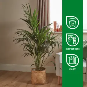 Verve Kentia Palm in Plastic Grow pot 24cm