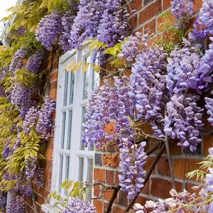 1 x Chinese Wisteria Sinensis Prolific in 2L Pot - Scented Climbing Shrub - Blue Violet Flowers - Ideal for Walls and Trellises