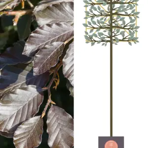 Copper Beech Pleached Tree with Staking Kit - 200cm Stem and 12cm Girth