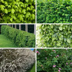 YouGarden Mixed Native Hedging Collection, Set of 50 Hedges, Established and Already 60-90cm Tall, Ready to Plant