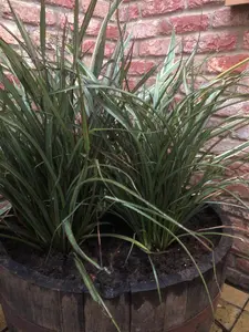 Phormium Surfer New Zealand Flax Evergreen Specimen Shrub Plant Large 30-40cm Tall Supplied in a 3 Litre Pot