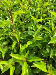 Portuguese Laurel Hedging Plants x15 5-6ft Full Pallet of Rootball Trees